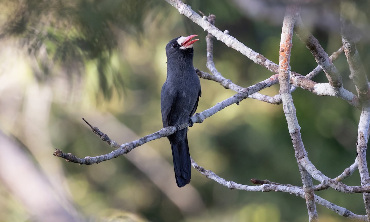 White-fronted Nunbird (White-fronted) - ML574656741