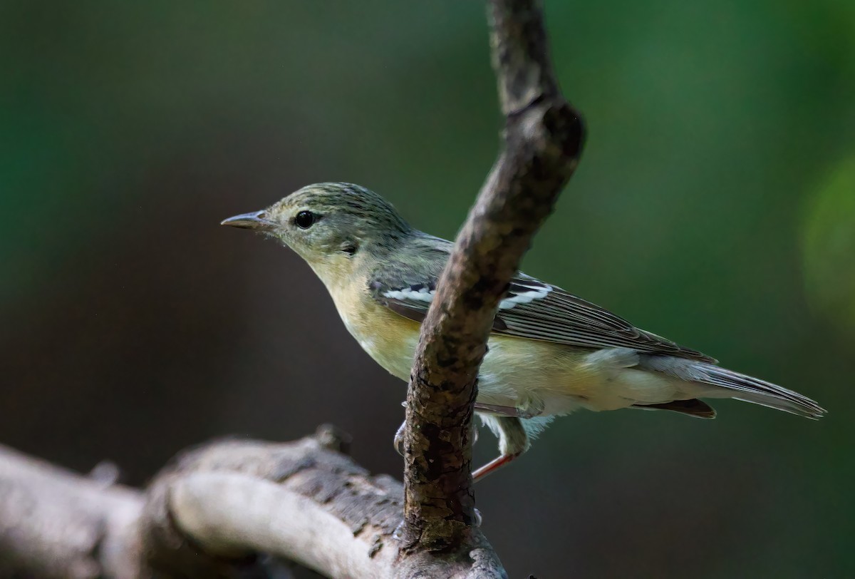 Braunkehl-Waldsänger - ML574657711