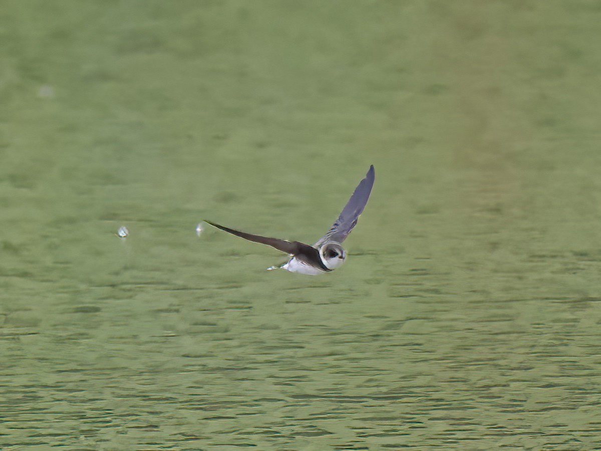 Bank Swallow - ML574658361