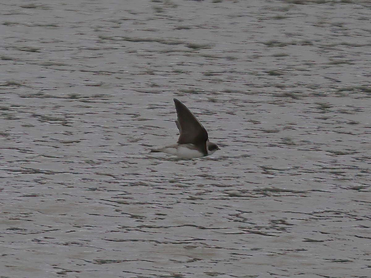 Bank Swallow - ML574658371