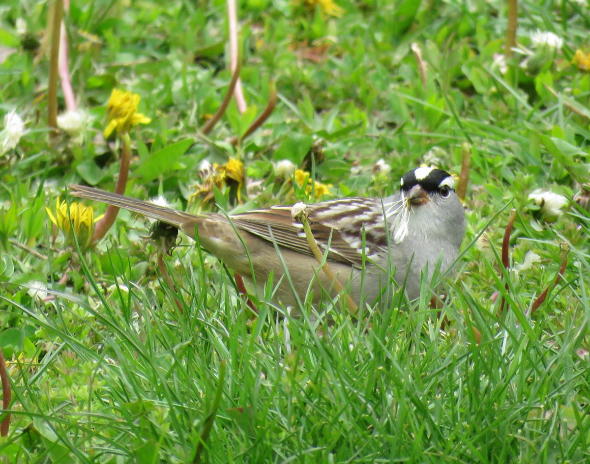 Bruant à couronne blanche - ML57465911