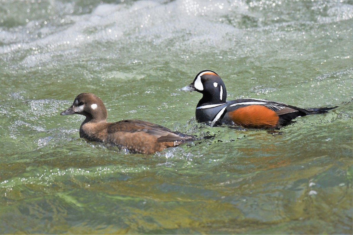 Harlequin Duck - ML574659461