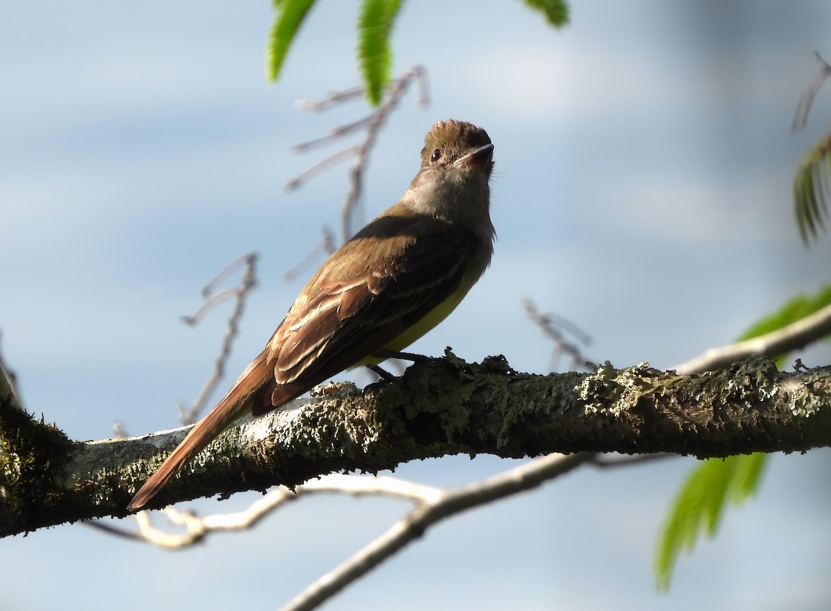 Great Crested Flycatcher - ML574659641