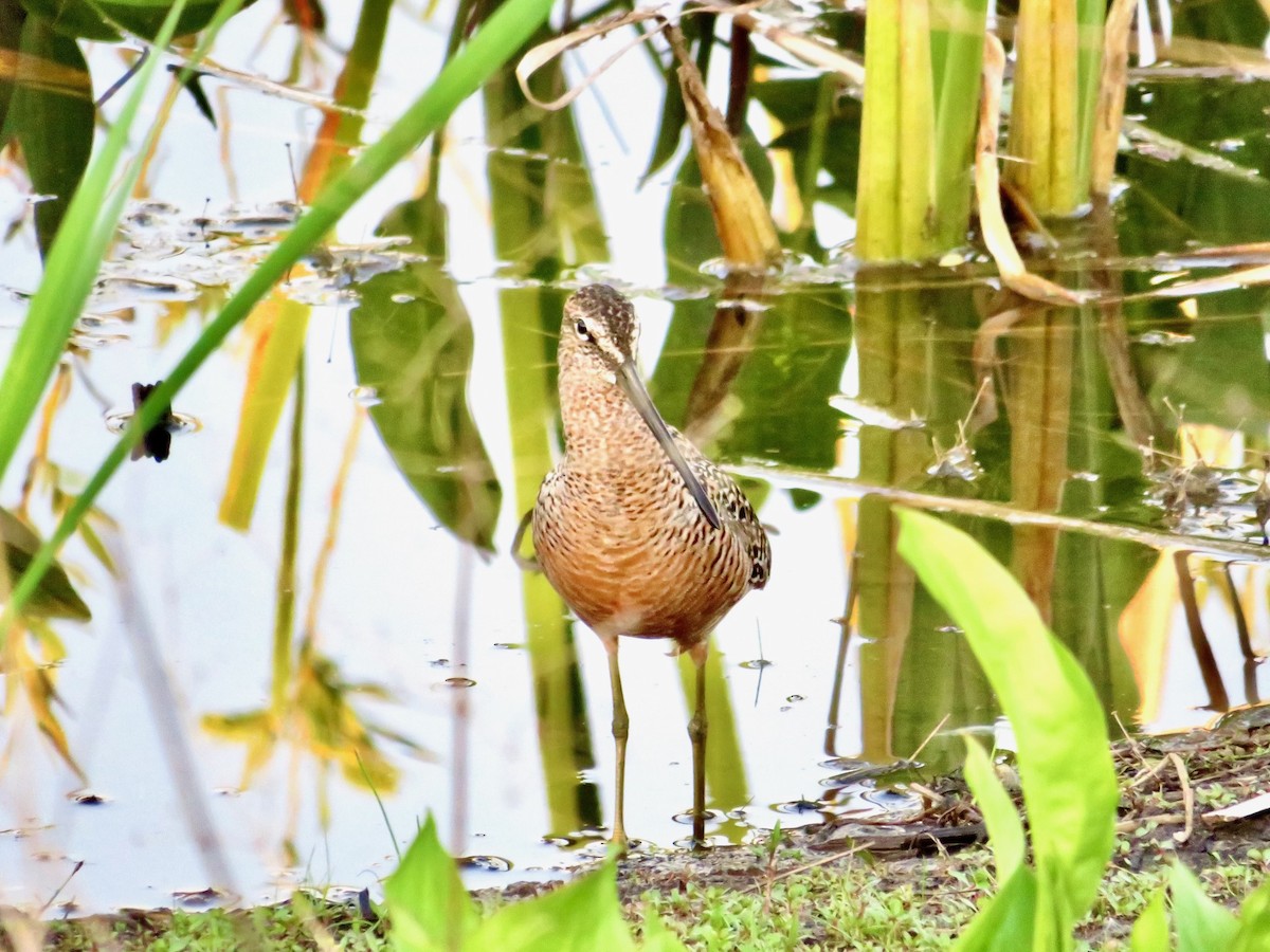 Long-billed Dowitcher - ML574661481