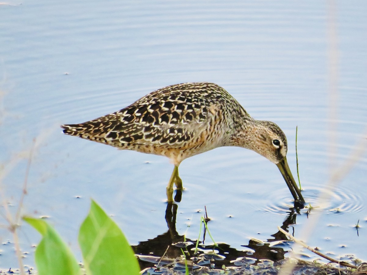 langnebbekkasinsnipe - ML574661491