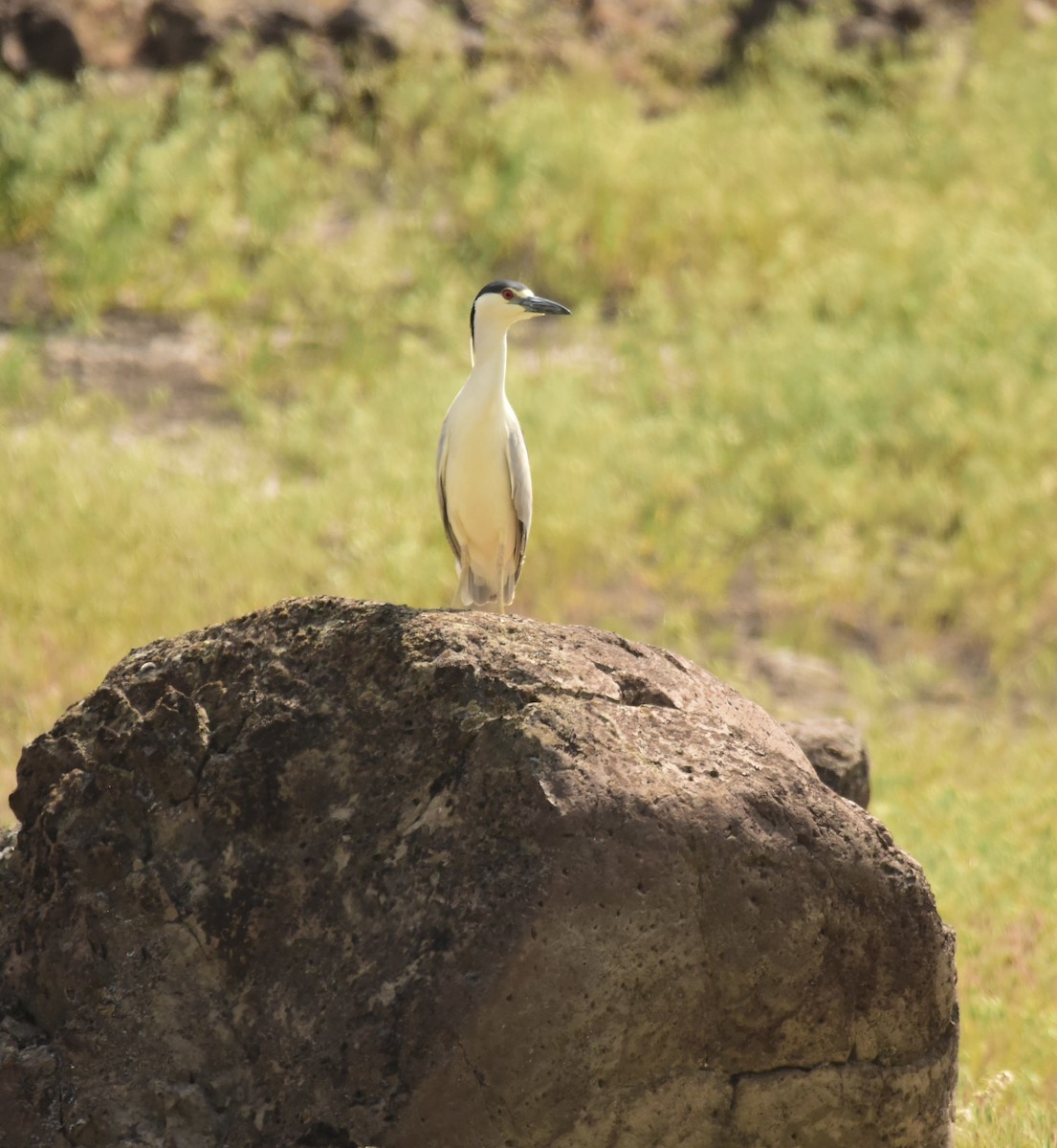 Black-crowned Night Heron - ML574661901