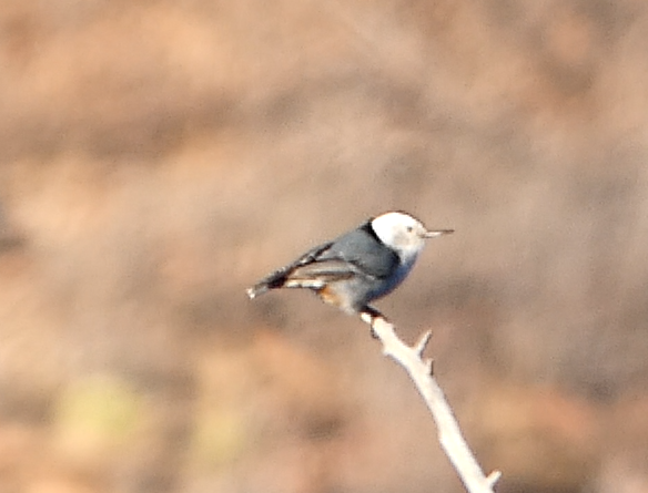White-breasted Nuthatch - ML574664781