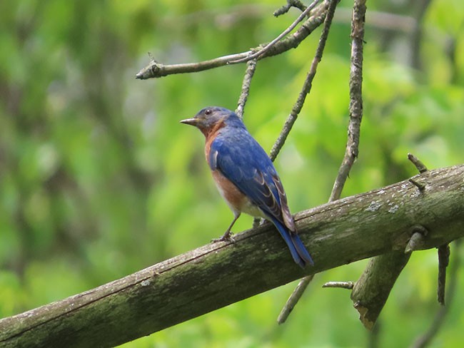 Eastern Bluebird - ML574664791