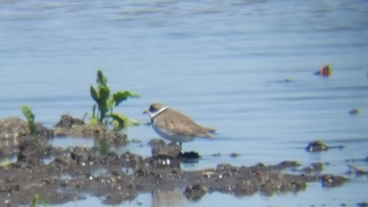 Semipalmated Plover - ML57466571