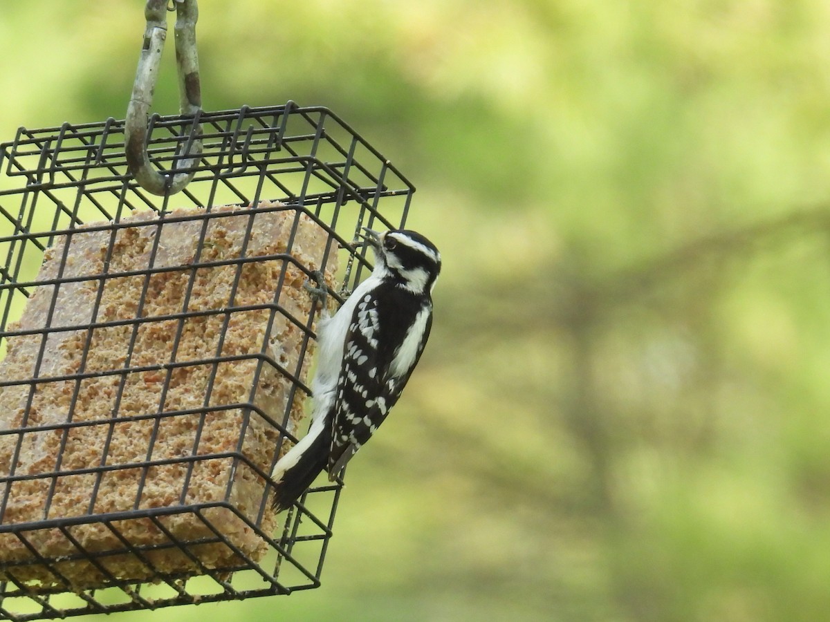 Downy Woodpecker - ML574666511