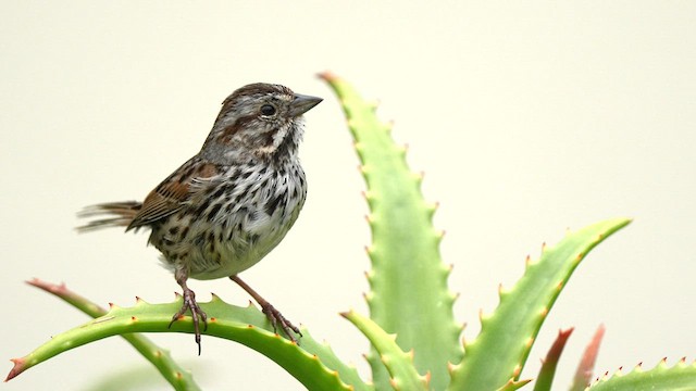 Song Sparrow - ML574667151