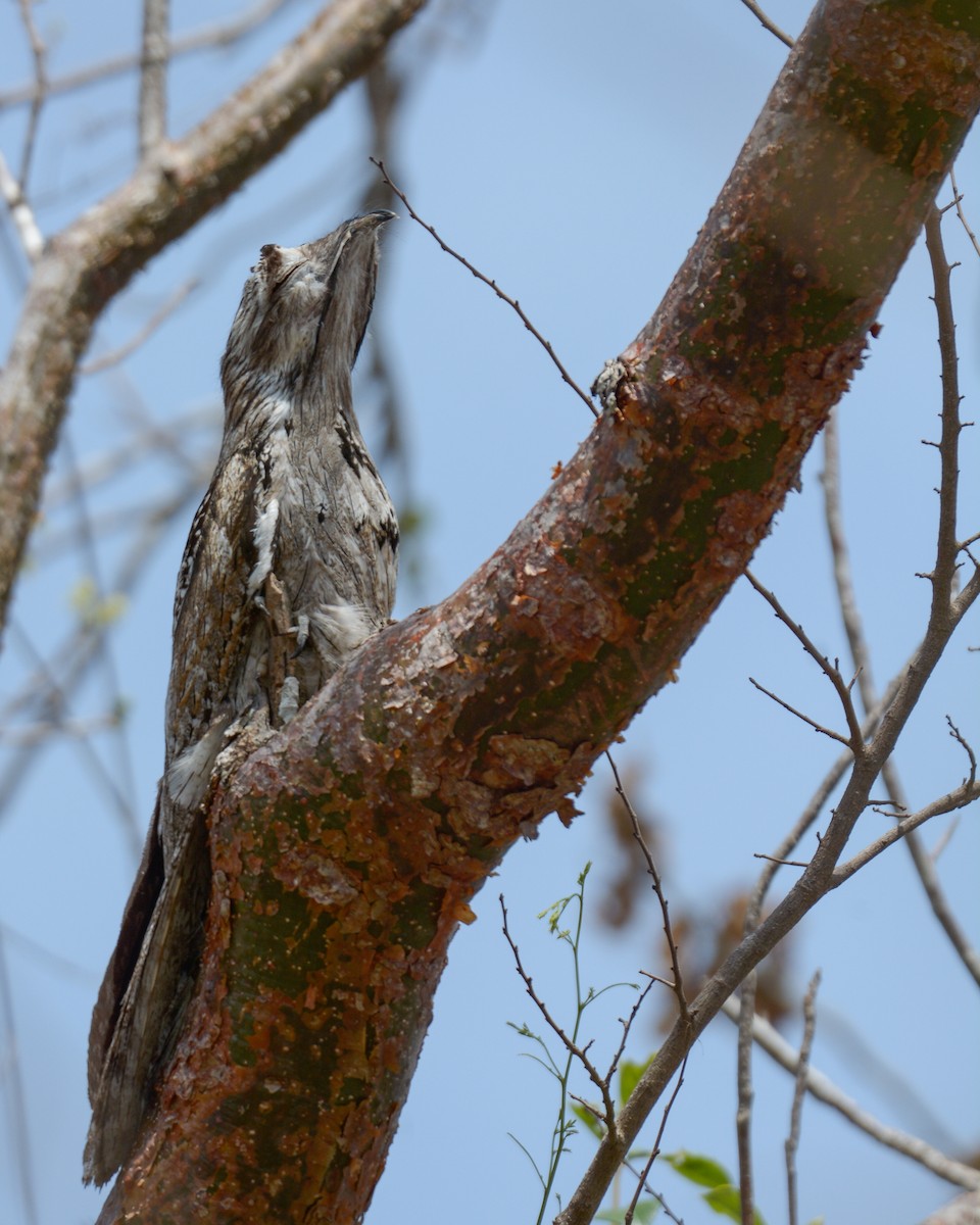 Northern Potoo - Luis Trinchan