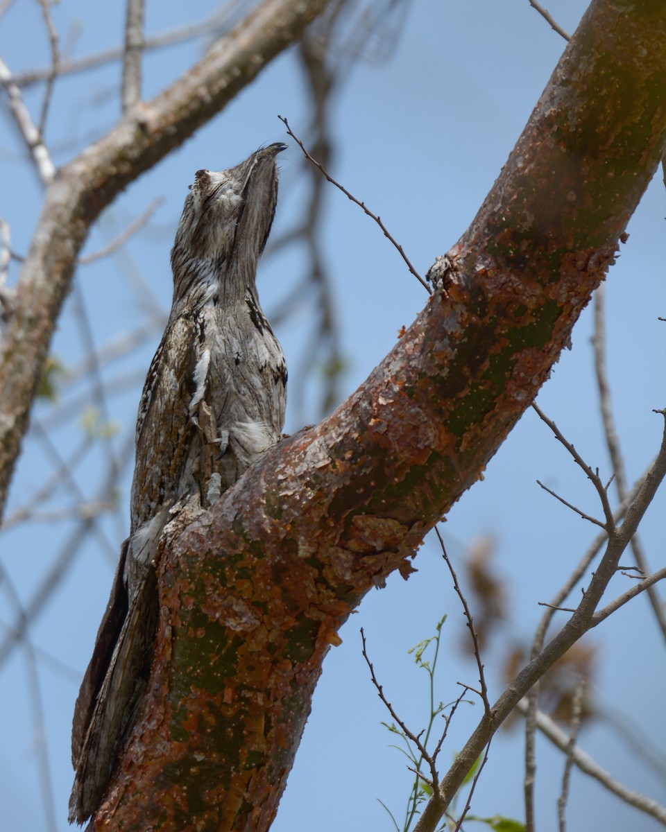 Northern Potoo - Luis Trinchan