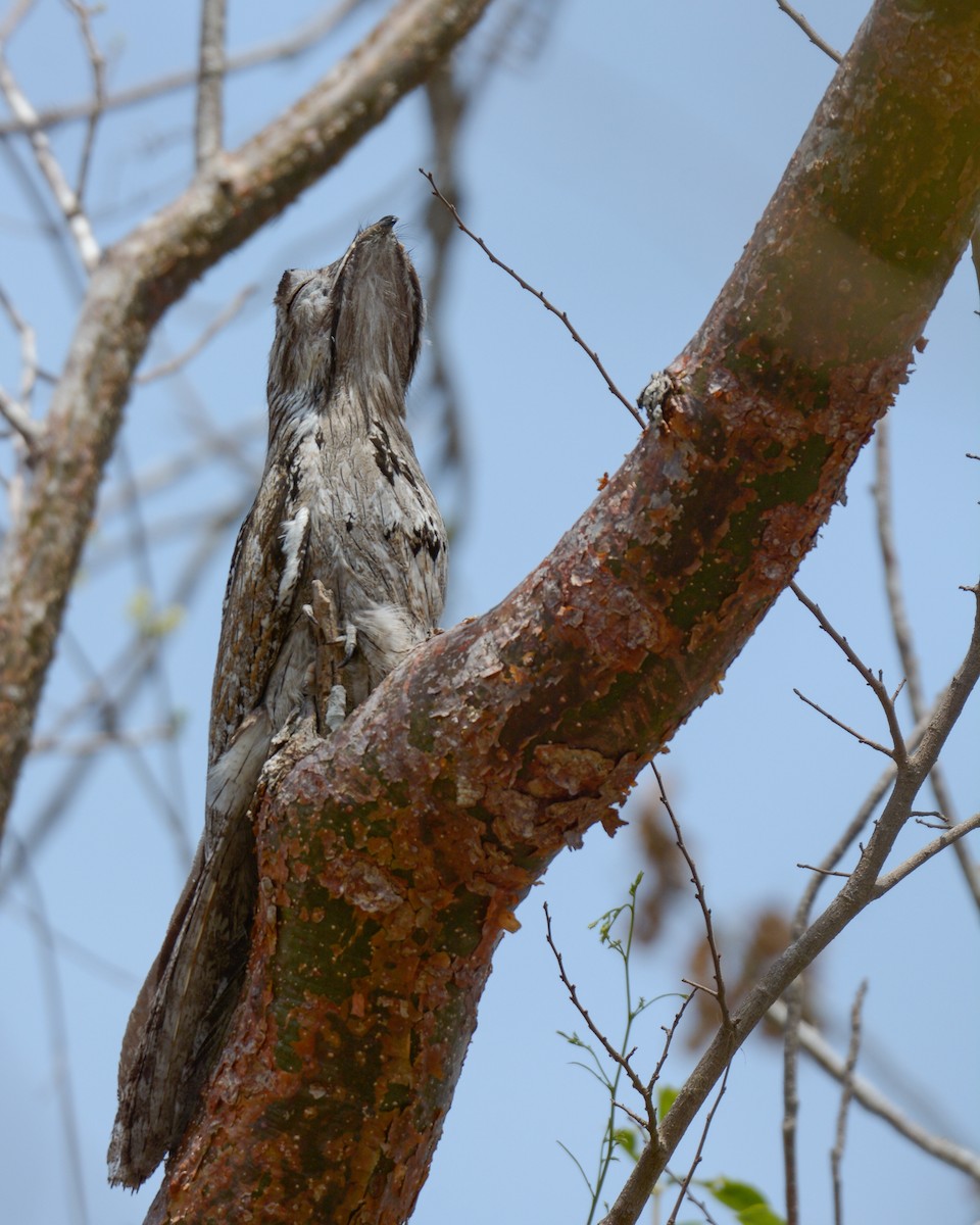 Northern Potoo - Luis Trinchan