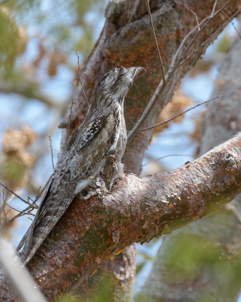 Northern Potoo - Luis Trinchan