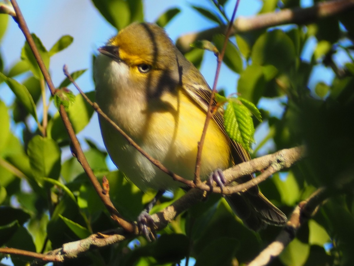 zelenáček bělooký - ML574667621