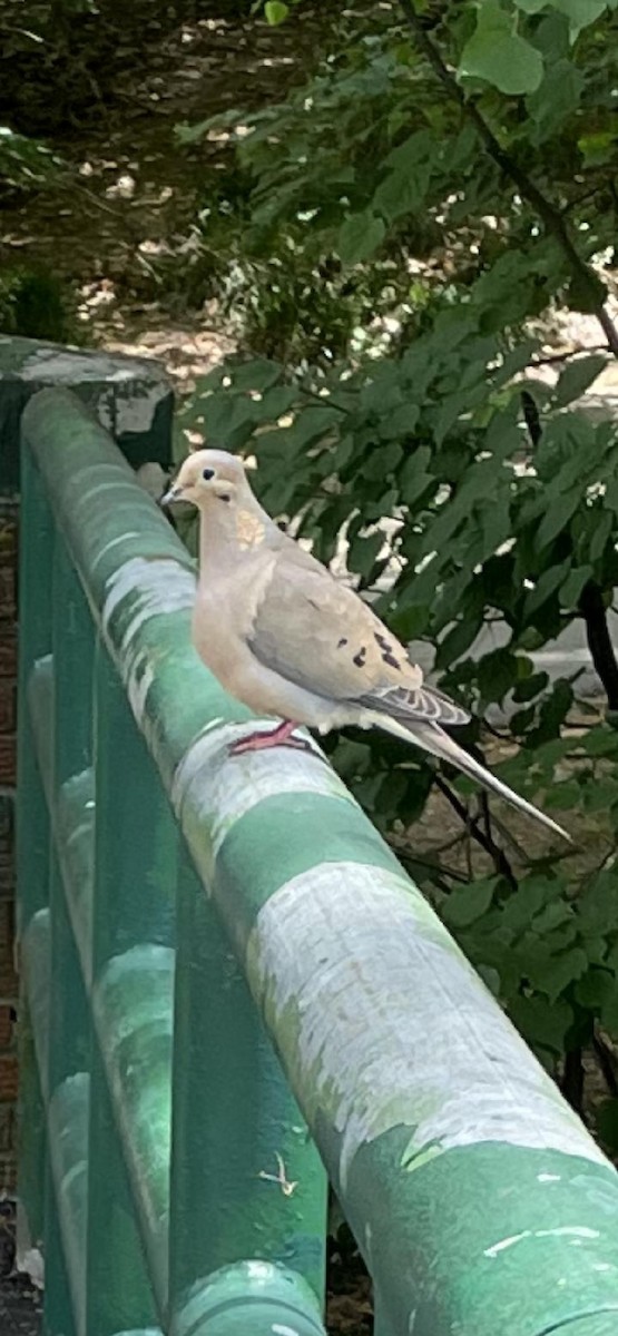 Mourning Dove - ML574667761