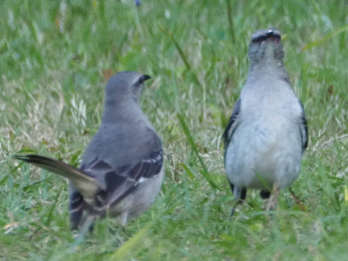 drozdec mnohohlasý - ML574667771