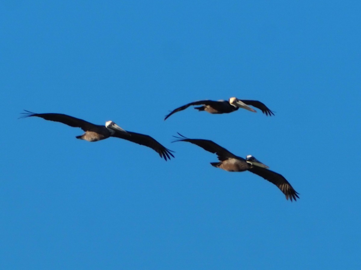 Brown Pelican - Jeff Sims