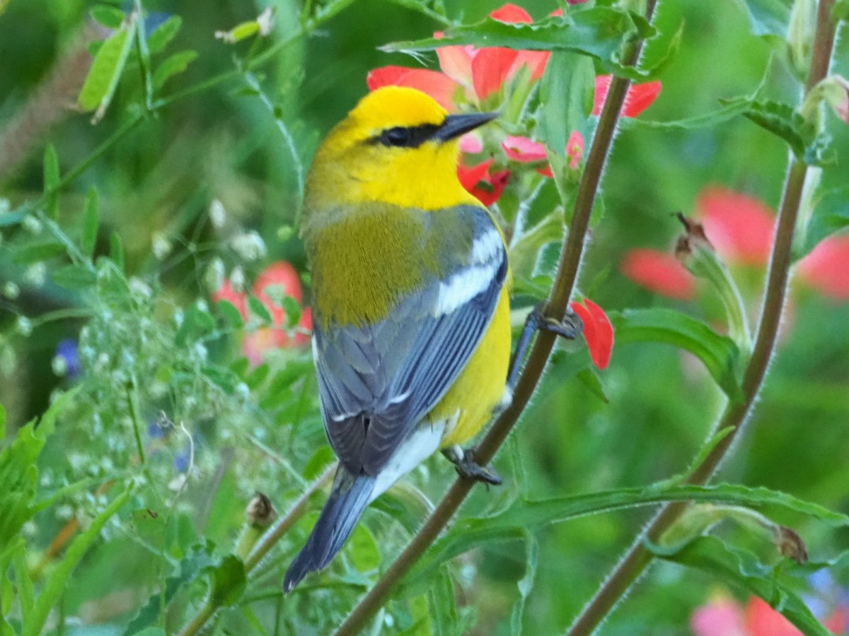 lesňáček modrokřídlý - ML574667931