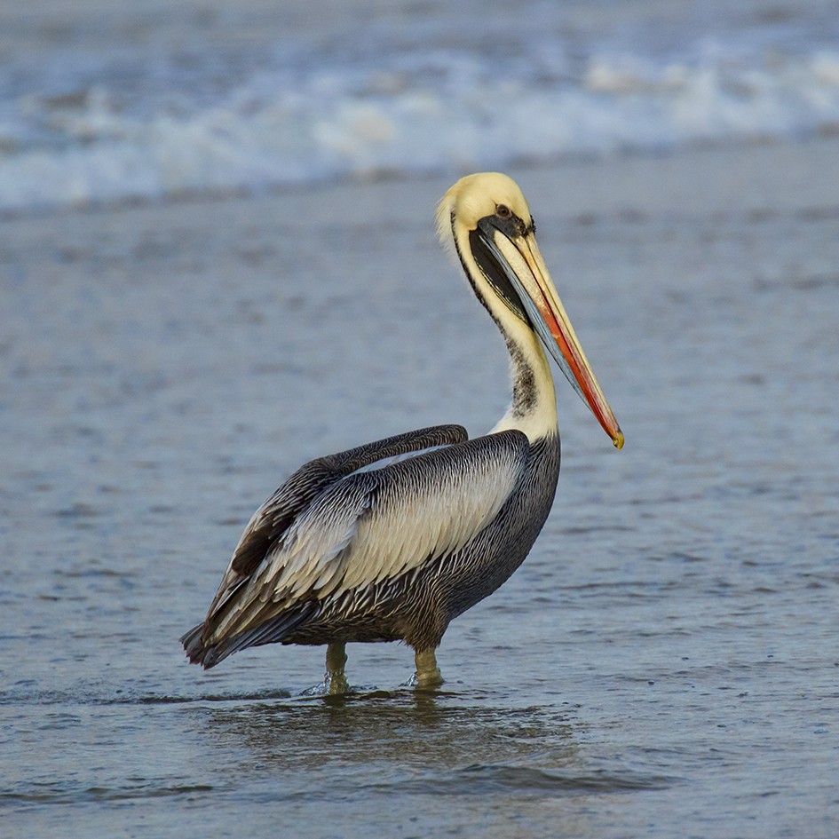 Peruvian Pelican - ML57466811