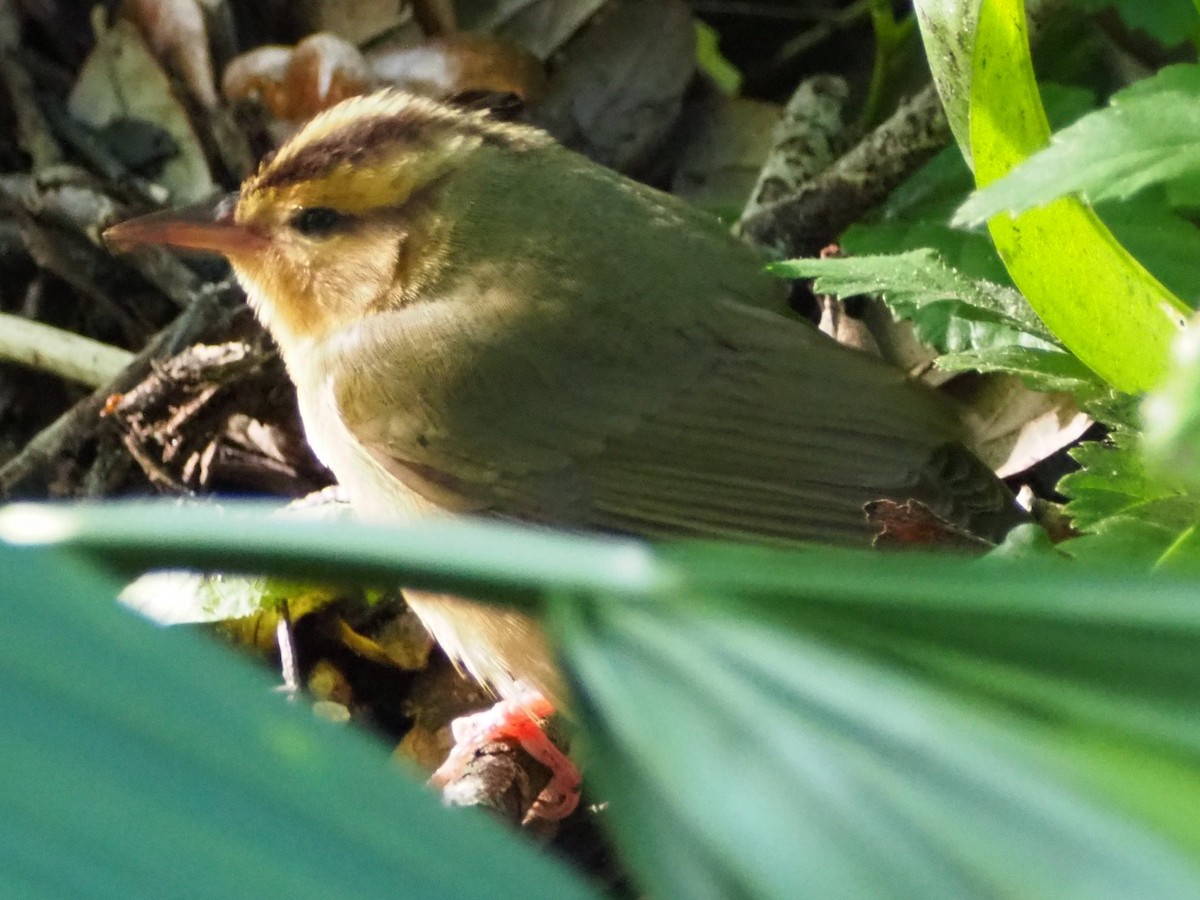 Worm-eating Warbler - ML574668111