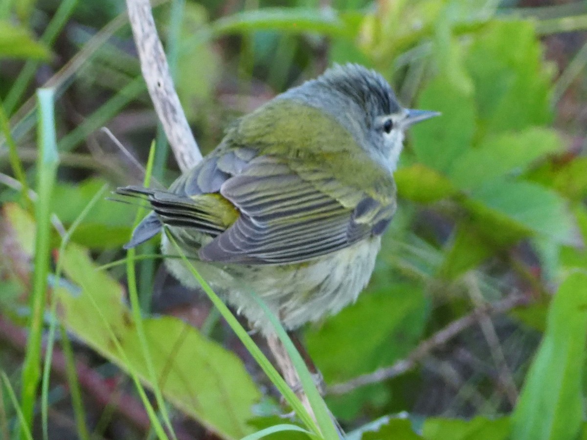 Tennessee Warbler - Jeff Sims