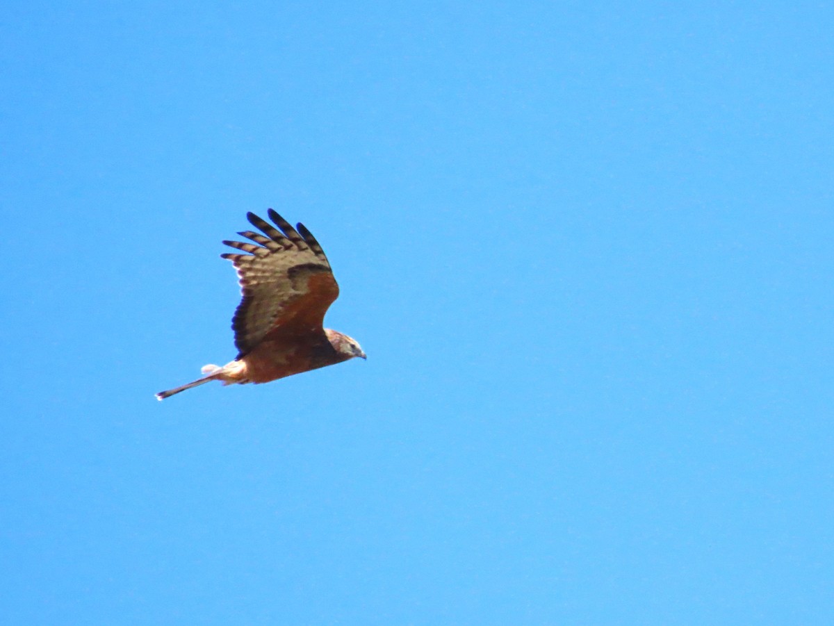 Square-tailed Kite - ML574668291