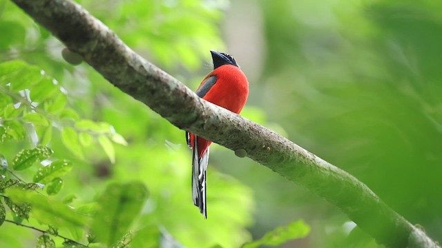 Scarlet-rumped Trogon - ML574668331