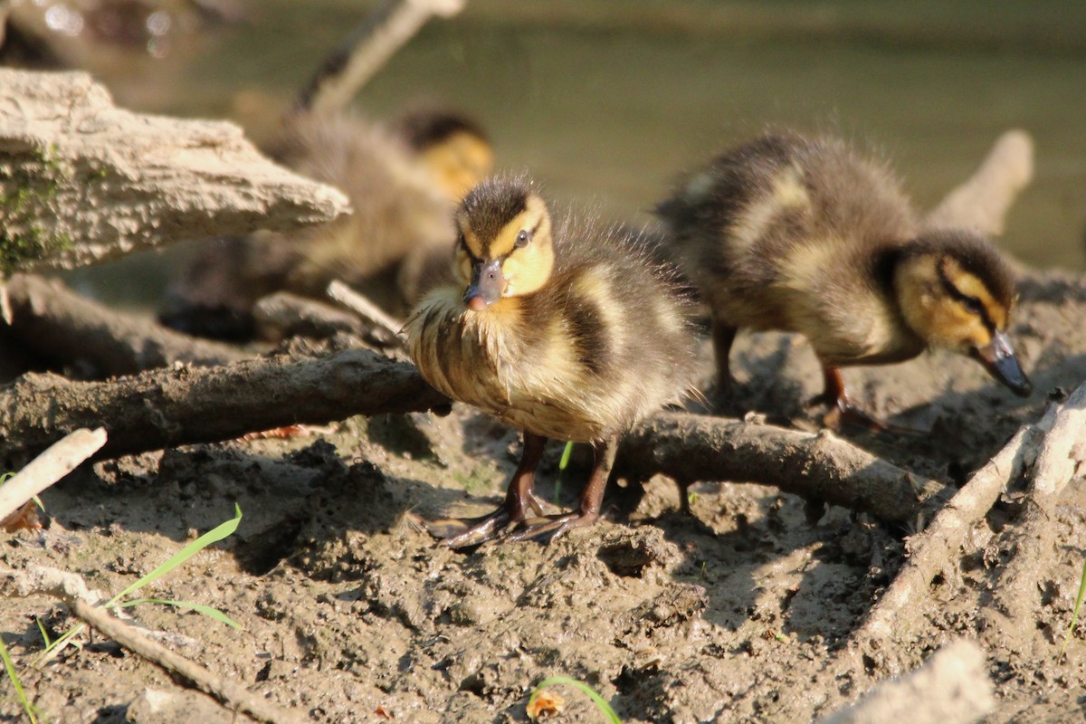 Mallard - Marah Brubaker