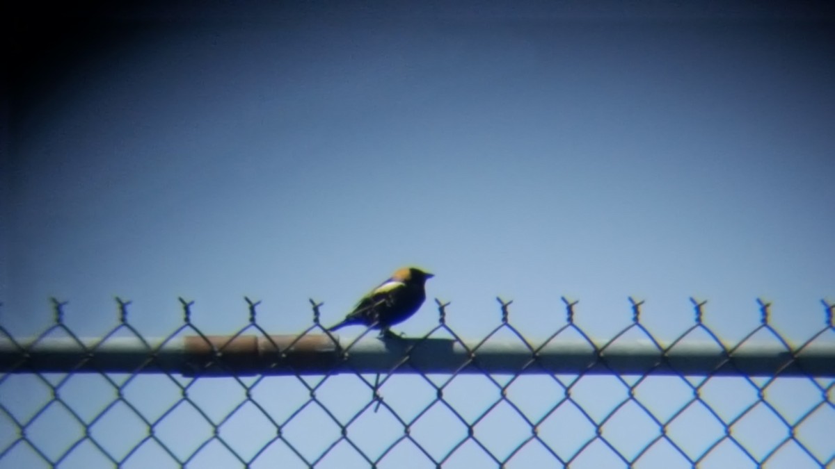 bobolink americký - ML57466841