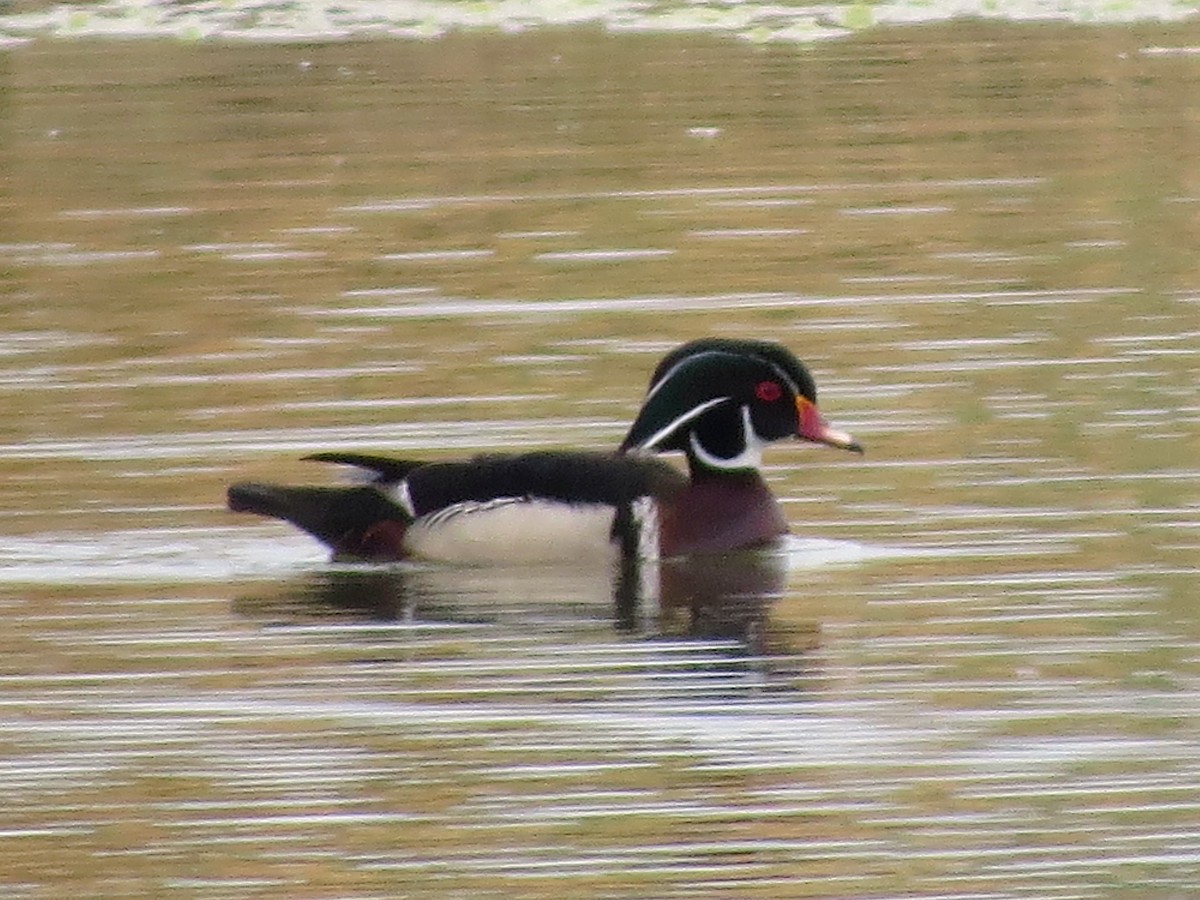 Wood Duck - ML57466871