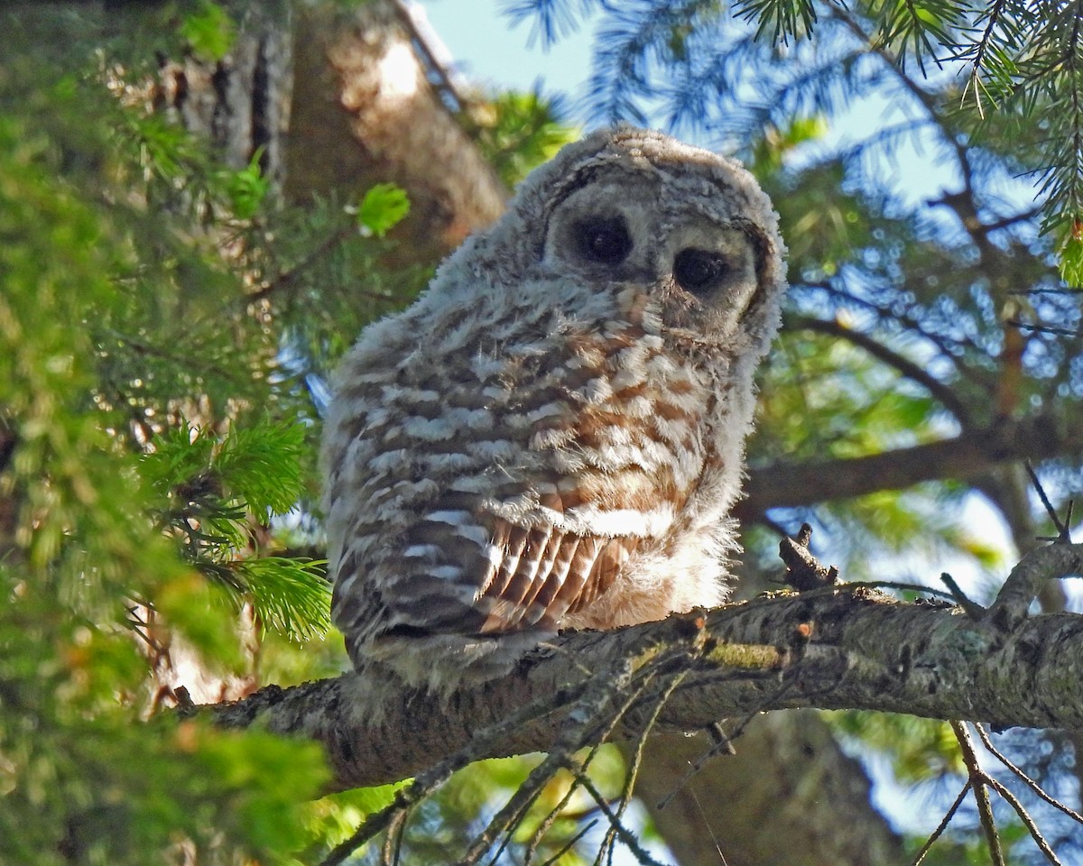 Barred Owl - ML574668791