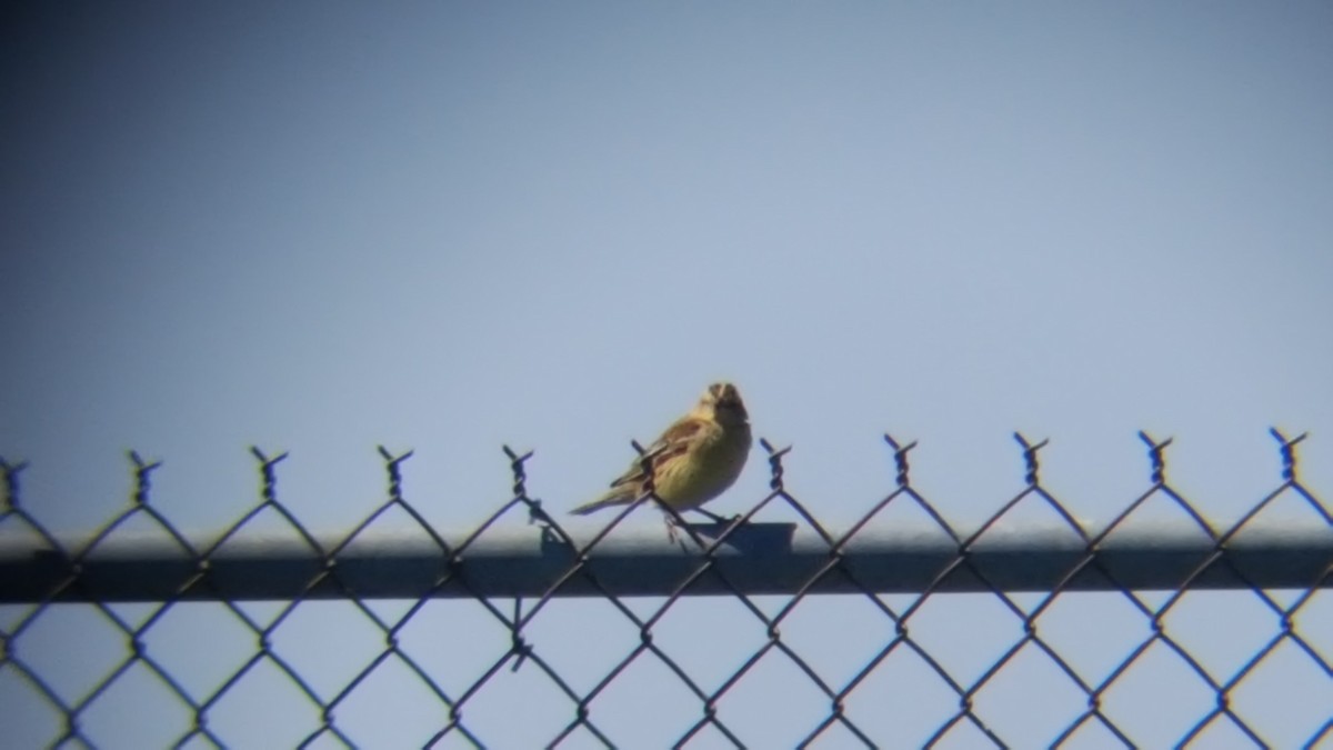 bobolink americký - ML57466891