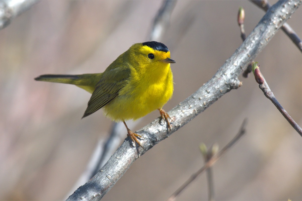 Wilson's Warbler - ML574669081