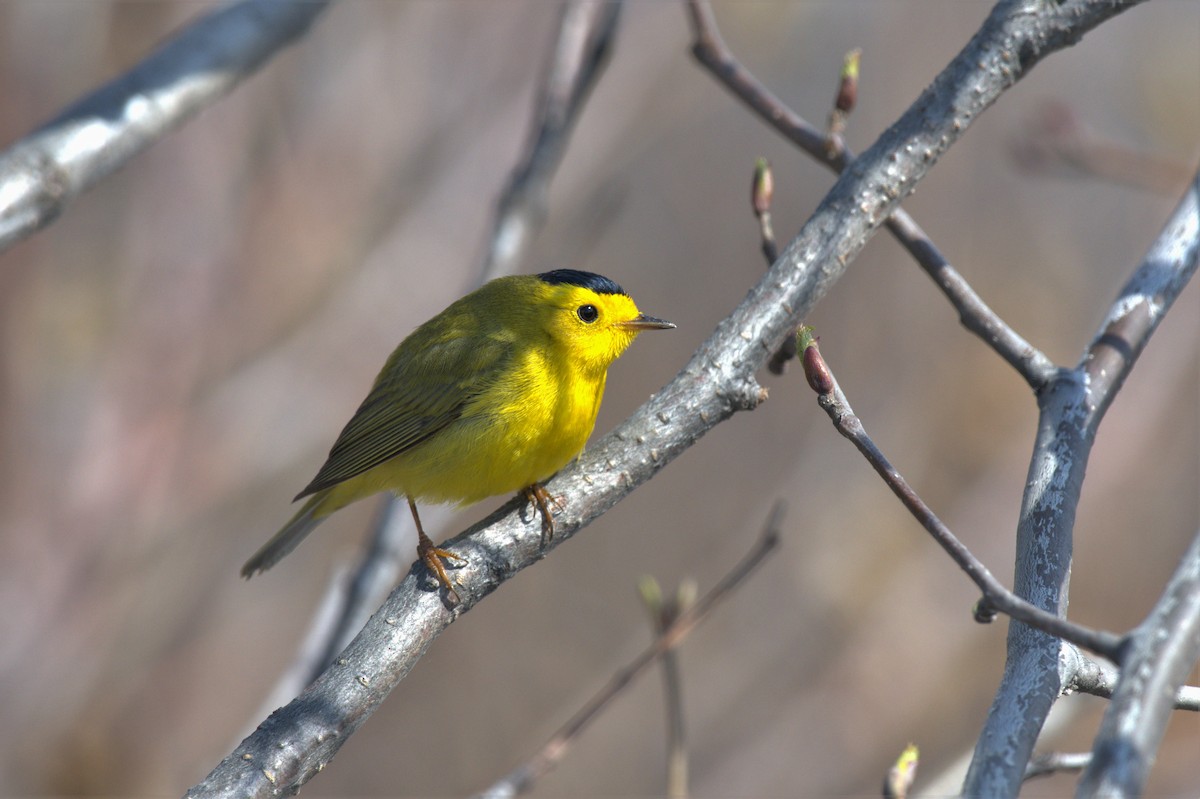 Wilson's Warbler - ML574669101