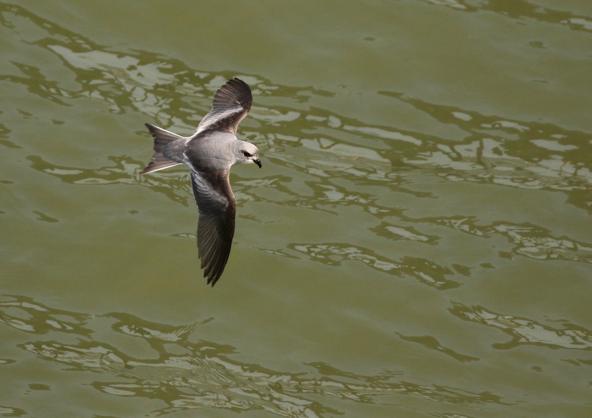 Fork-tailed Storm-Petrel - Adam Dudley