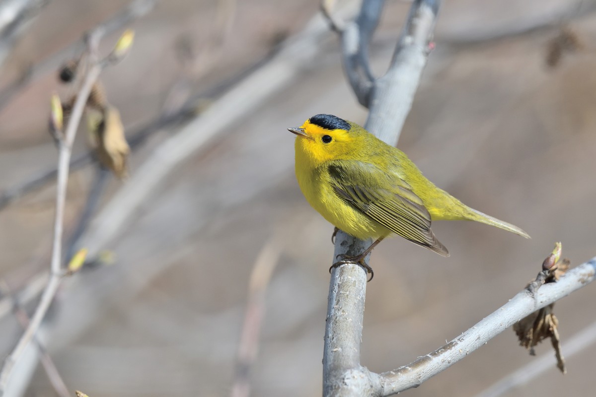 Wilson's Warbler - Timothy Piranian