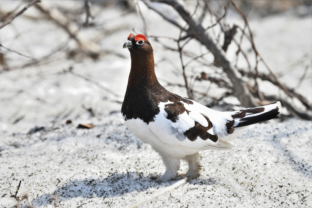 Moorschneehuhn - ML574669211