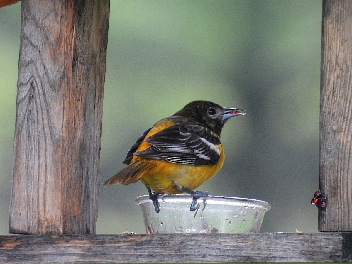 Baltimore Oriole - ML574669251