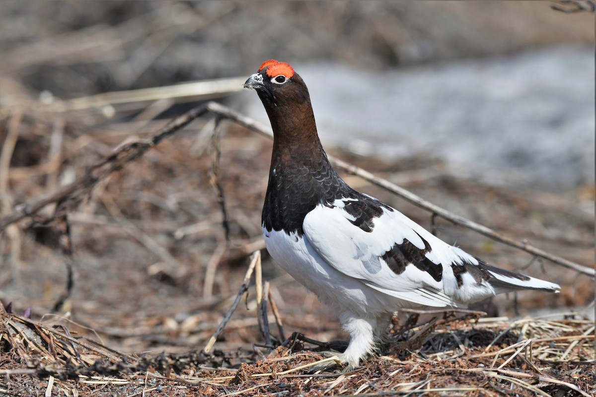 Willow Ptarmigan - ML574669261