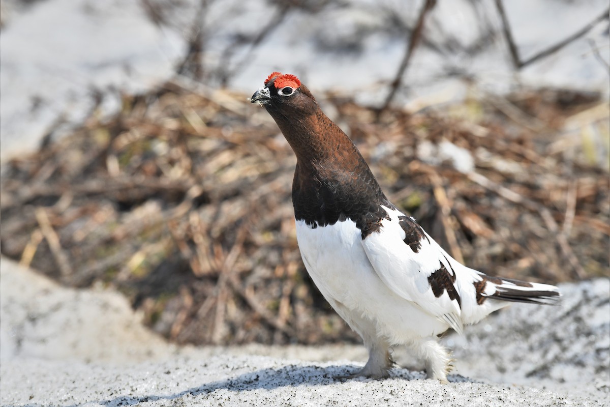 Moorschneehuhn - ML574669281