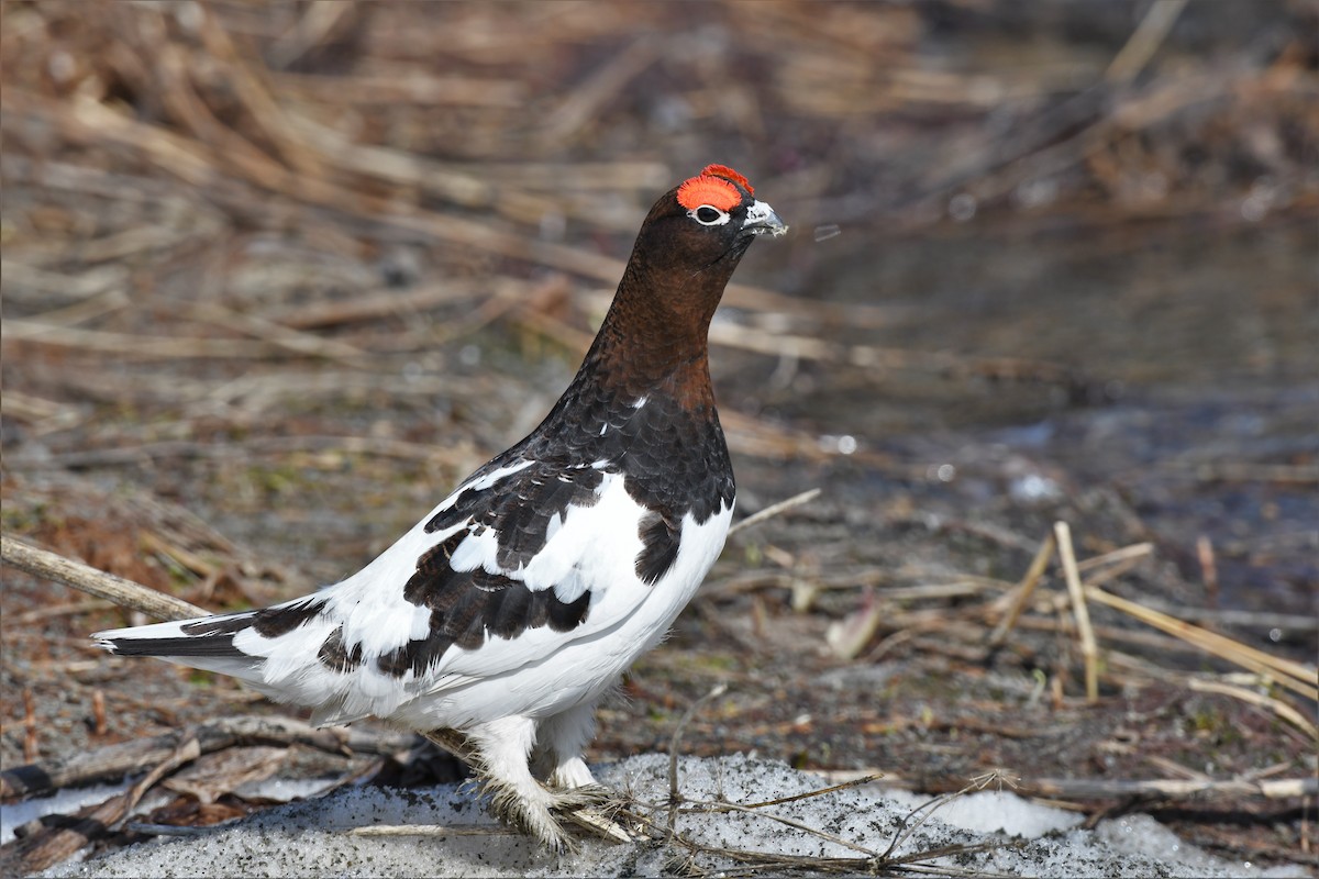 Moorschneehuhn - ML574669291