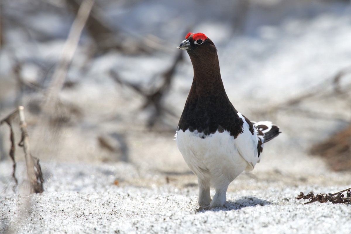 Willow Ptarmigan - ML574669301