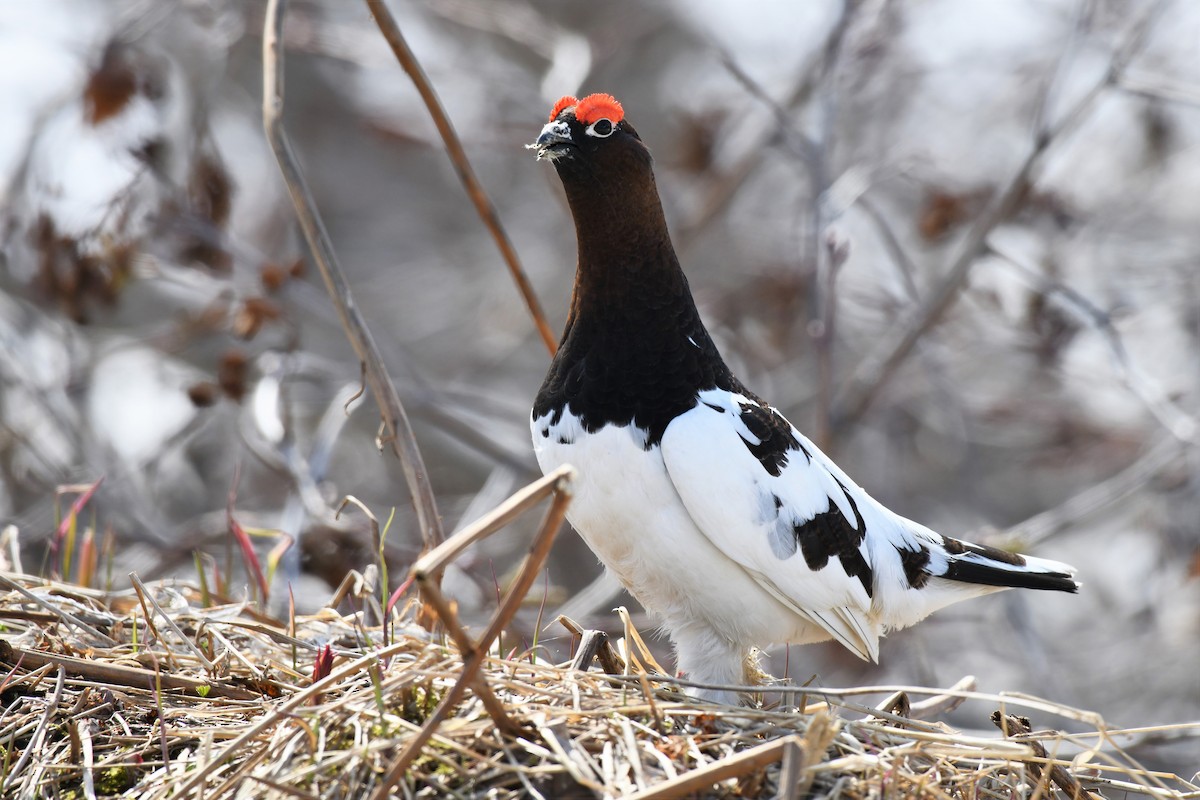 Moorschneehuhn - ML574669331