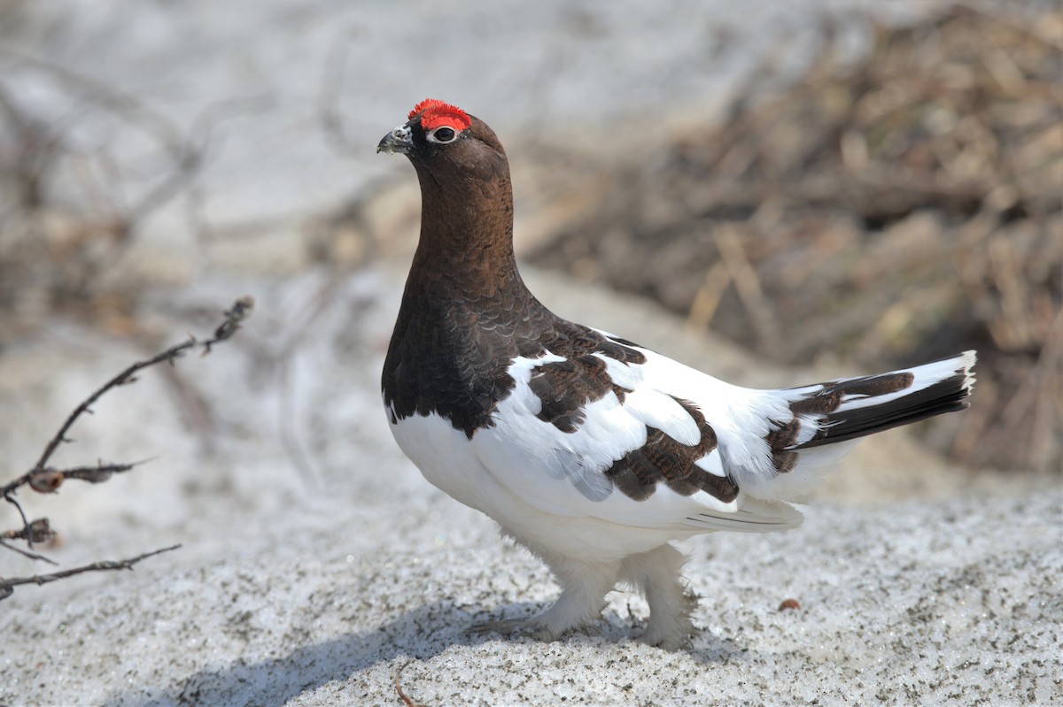 Willow Ptarmigan - ML574669361