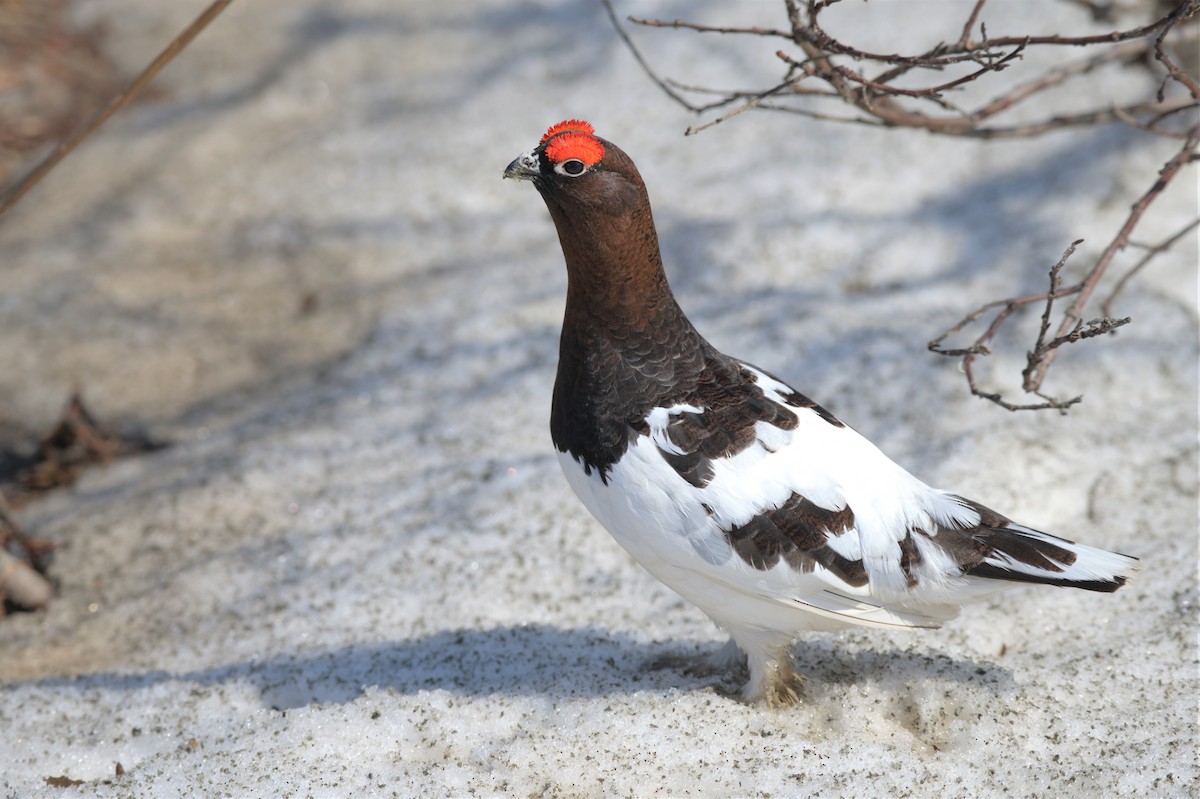 Moorschneehuhn - ML574669451