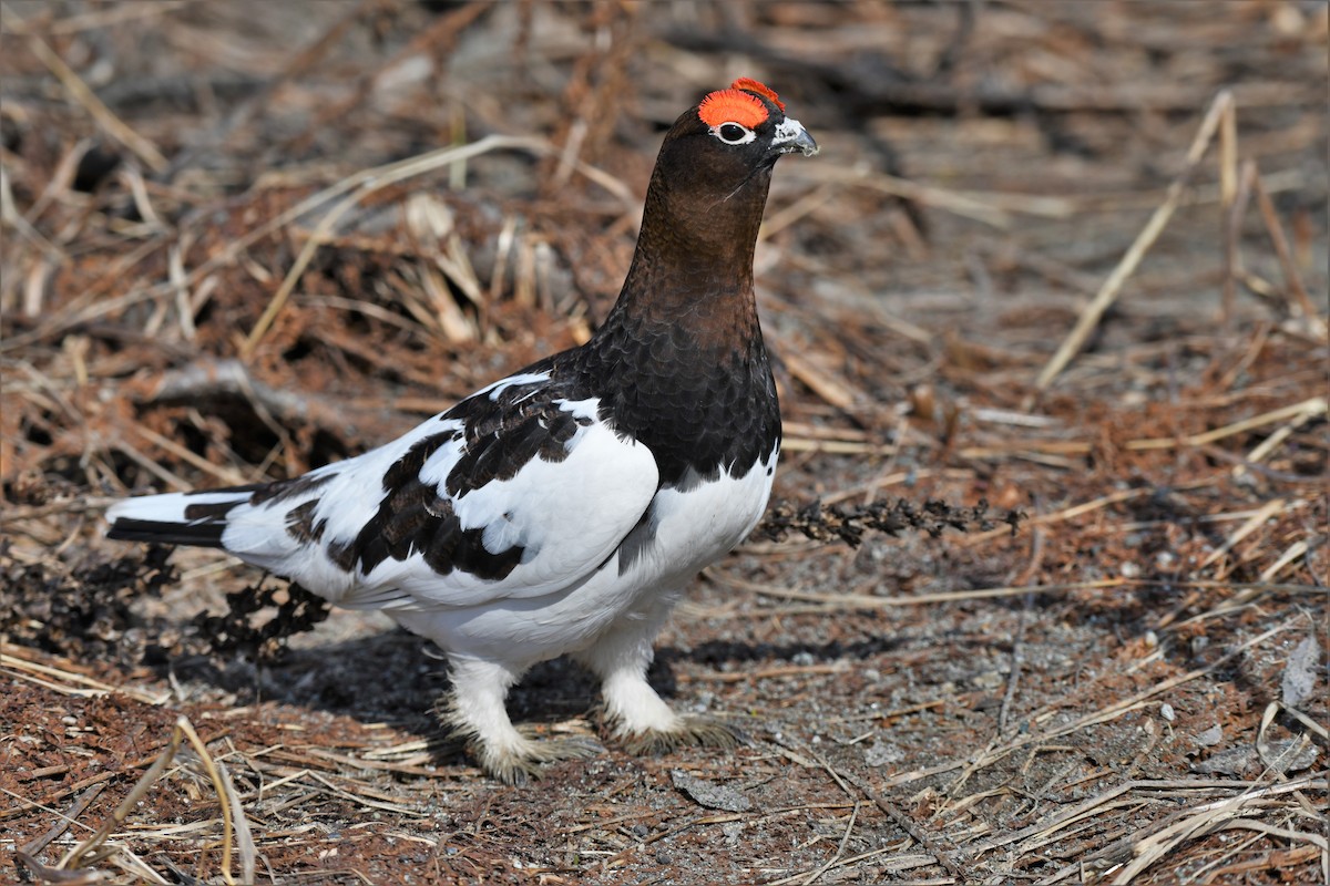 Moorschneehuhn - ML574669461