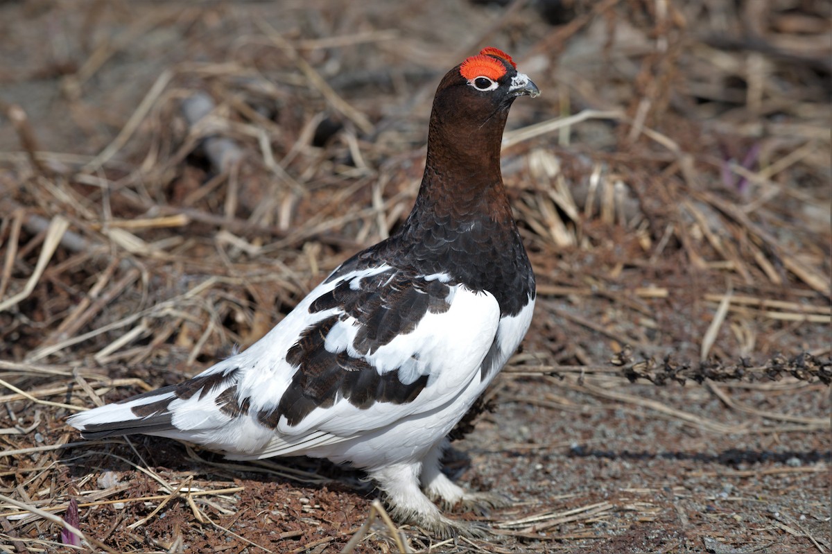 Moorschneehuhn - ML574669471