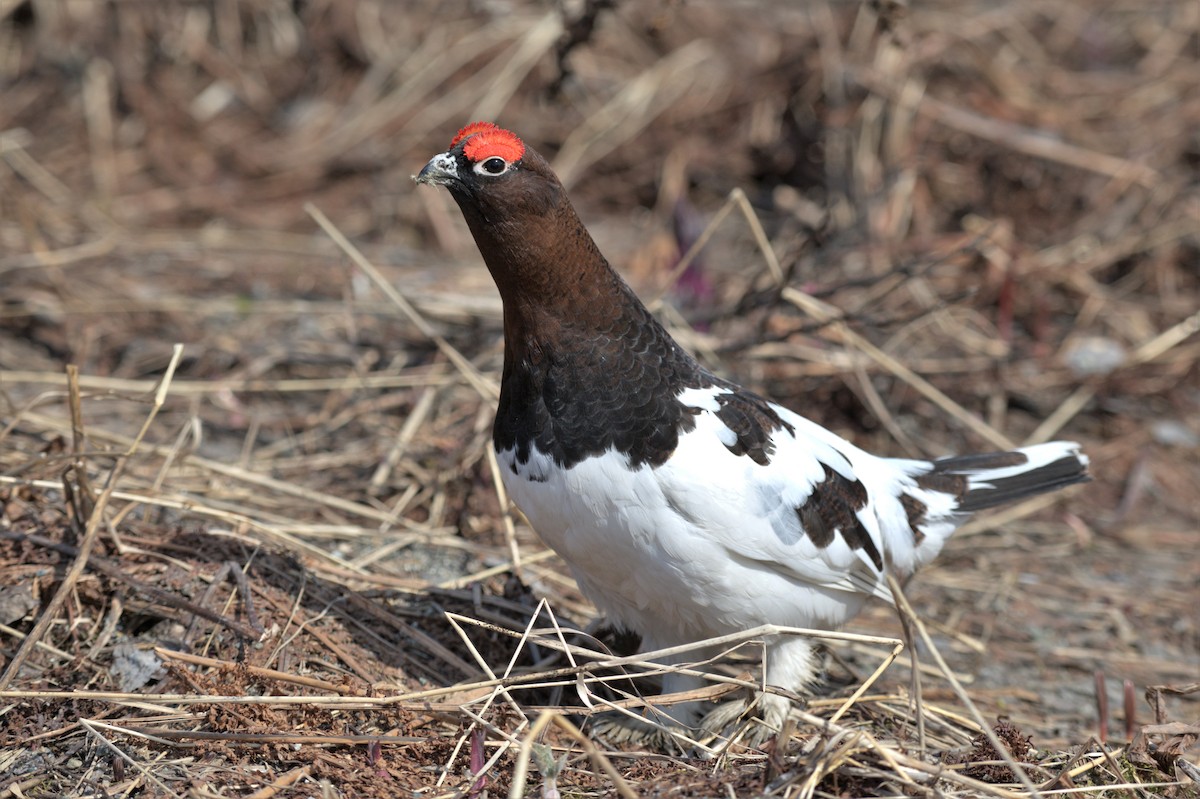 Moorschneehuhn - ML574669501